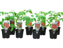 Tomatplanta Mix Ø11 cm